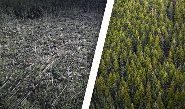 100 milioane de euro pentru refacerea suprafeţelor forestiere acolo unde fondul forestier a fost afectat de factori biotici, abiotici, de fenomene meteo, furtuni, doborâturi