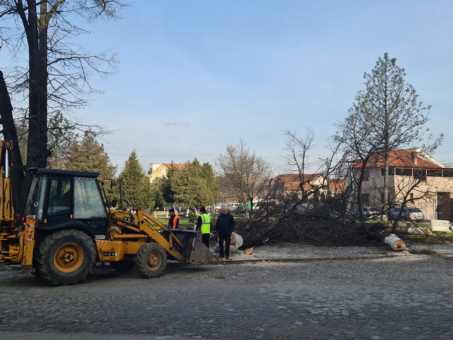 3 tei și cei 2 pini au fost tăiați în centrul Bradului! Matei: Tăiați tot! Da’ tot! Centrul orașului l-ați ras, nu mai este nimic verde în picioare!