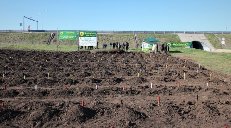 30 de hectare de perdele forestiere au fost realizate în campania de împăduriri de primăvară