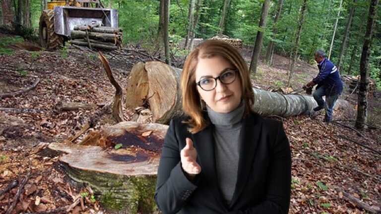 Pollyanna Hangan: Până în 2018, din pădurile României au dispărut ilegal 20 de milioane de metri cubi de pădure
