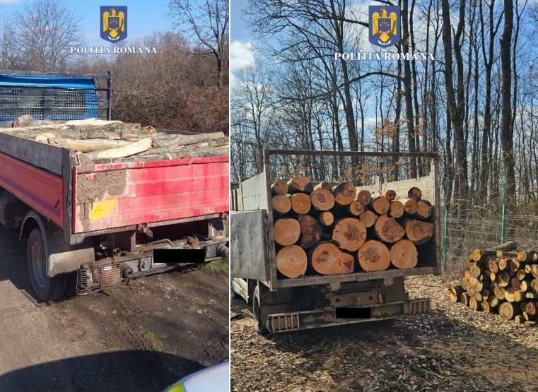 Controale la drujbarii din zona Aleșd, Apuseni: Polițiștii au confiscat lemnul găsit fără acte, gata de transport!