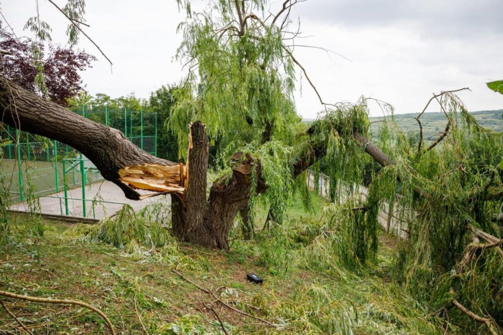 Atenție la tăiatul de „arbori remarcabili”! O nouă lege impune amenzi drastice!
