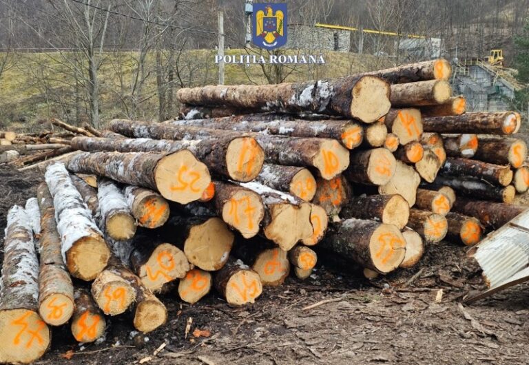 Polițiștii au confiscat mai mult lemne tăiate fără acte din zona Aleșd