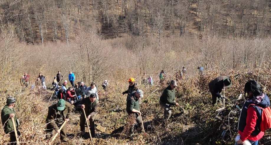 1.500 de puieţi de fag au fost plantați pe Valea Vinţului