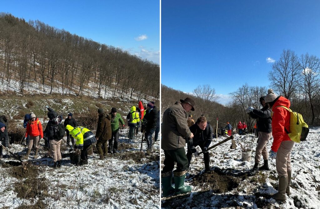 Silvicultorii clujeni nu dorm: Acțiune de plantare organizată de Ocolul Silvic Turda