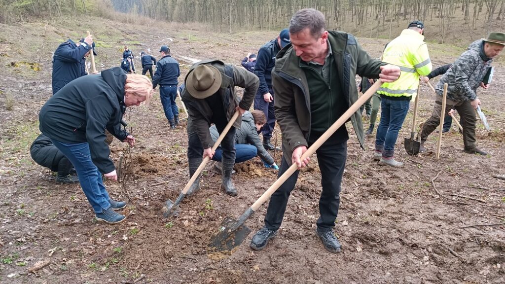5.000 puieţi forestieri de gorun, stejar pedunculat, tei și frasin au fost plantați la Ocolul Silvic Cehu Silvaniei