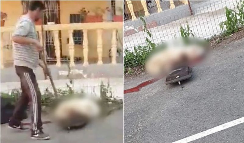 Un bărbat din Holod care a ucis câinele unei vecine cu o furcă și care a schingiuit alt câine a fost reținut de polițiștii de la protecția animalelor