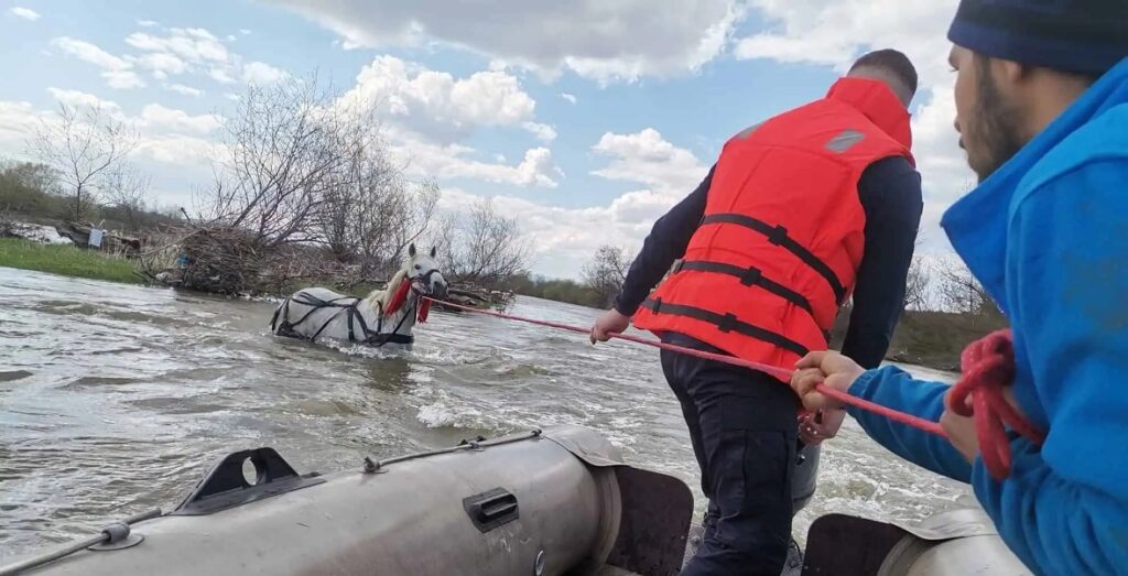 Un cal și doi bărbați au fost salvați de pompieri din albia râului Mureș, la Gura Arieșului