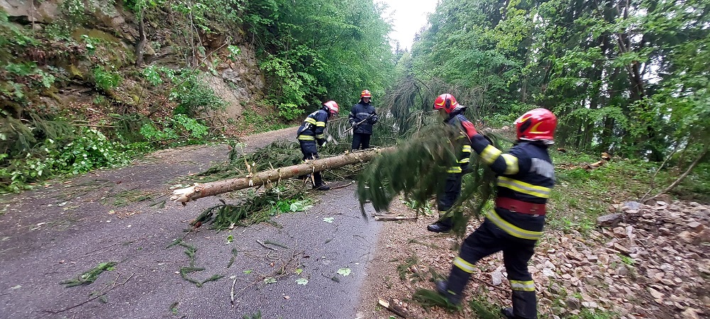 (FOTO) Copaci căzuți pe Drumul Tarniței, Gilău-Mărișel! Drumarii au intervenit!