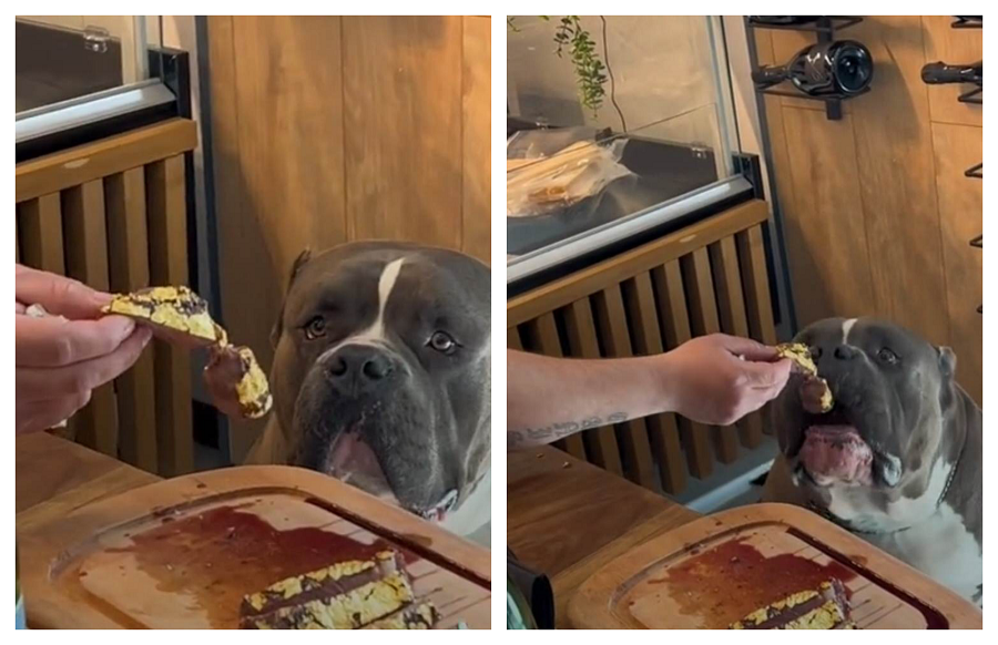 (VIDEO) Cum dau „greii” Clujului unui câine carne de vită în foiță de aur la un restaurant de lux