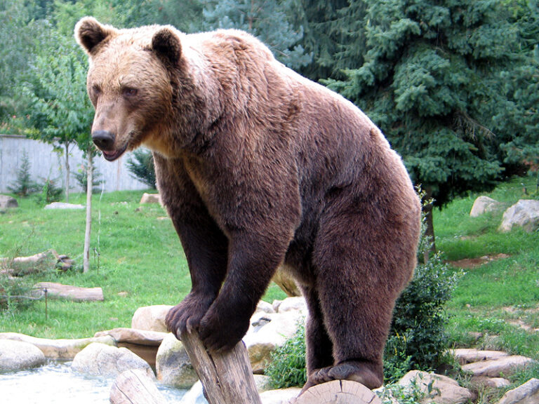 Prezența unui urs a fost semnalată în comuna Sohodol, în zona Gura Sohodol