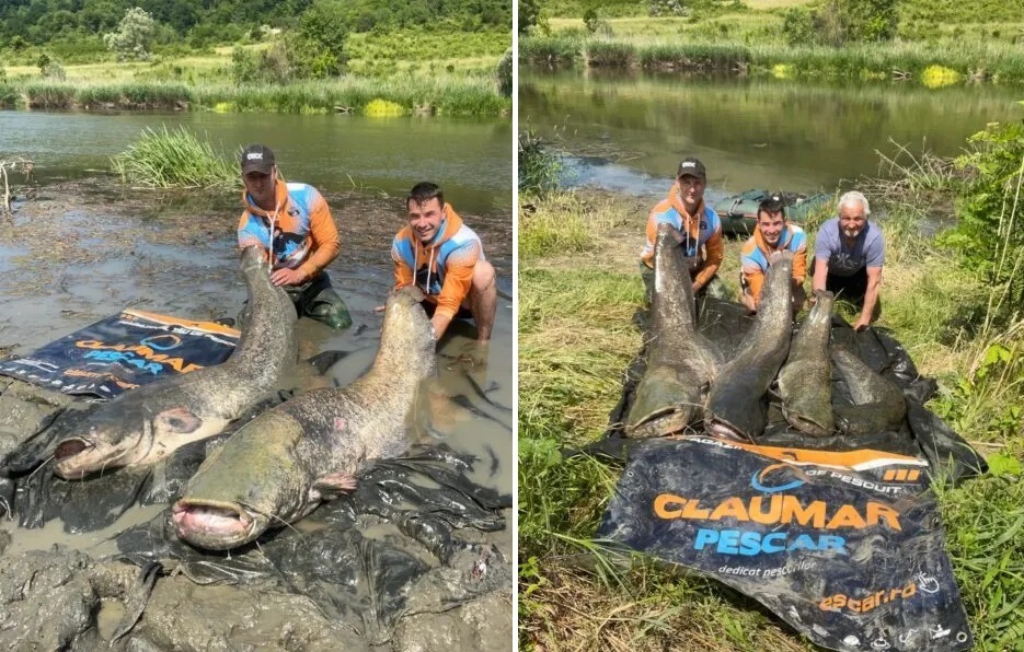 Trei pescari au prins trei SOMNI URIAȘI pe Olt în acest weekend: Doi somni au 2 metri lumgime!