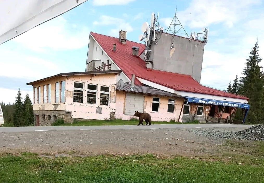 (FOTO) Un urs a fost semnalat lângă cabana de la Băișoara: Urșii sunt înfometați!