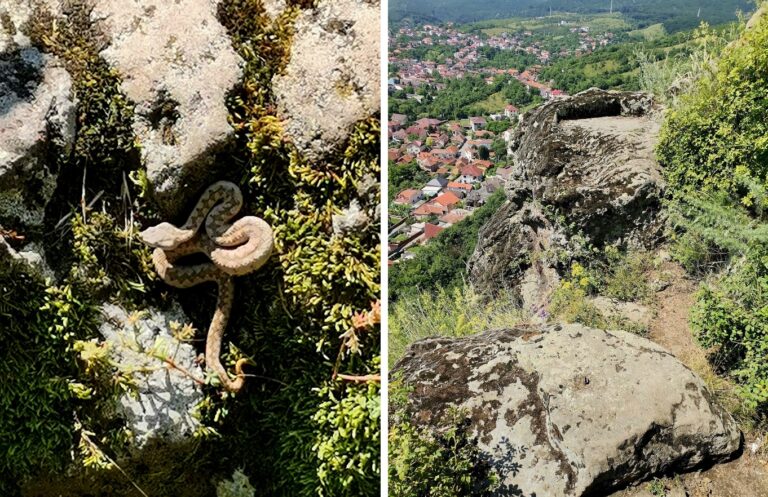 (FOTO) Au revenit viperele cu corn pe dealul Cetății Devei? O viperă a fost zărită recent! Atenție pe unde călcați!