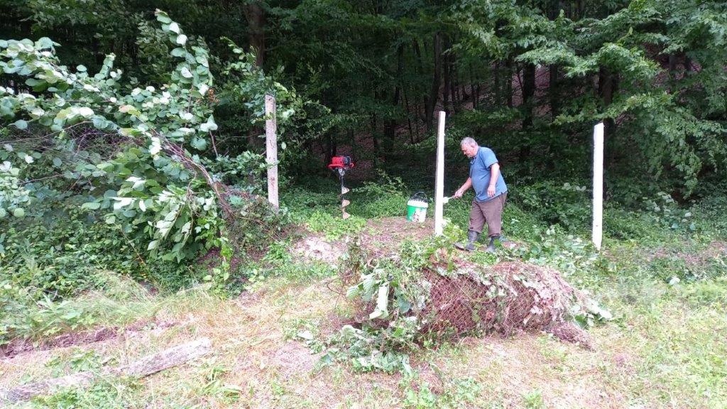 Silvicultorii de la Directia Silvica Bihor fac lucrări de întreținere în culturile de molid din pepiniera Cuzap