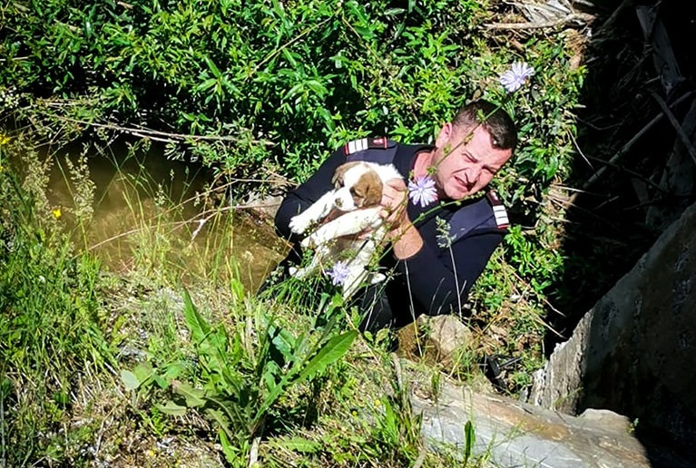 (FOTO) Doi cățeluși au fost salvați din râul Arieș, în Vadu Moților, de către pompierii din Câmpeni
