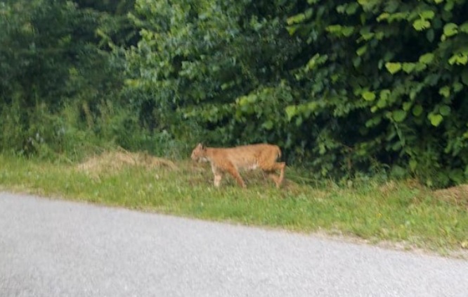 Un râs a fost surprins de sătenii din Întregalde în timp ce se plimba pe o stradă din localitate