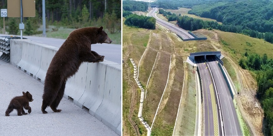 S-au reluat lucrările la „autostrada cu tuneluri pentru urși”, cei 9 km nerealizați din Lugoj – Deva