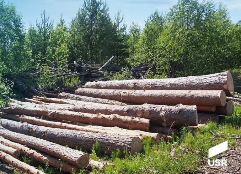 DNA-ul Pădurilor: O luptă pentru protejarea patrimoniului natural al României