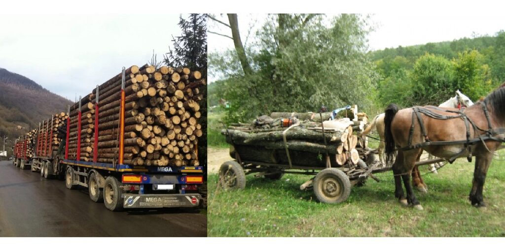 Mafia lemnului nu este la nivel de căruță! Trebuie controale la porțile de acces în principalele puncte de colectare! Băltărețu: „Mafia lemnului are o componentă politică sus în capul hidrei”