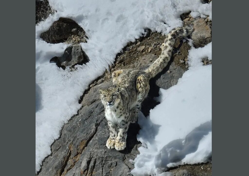 Fantoma din Himilaya, fotografiată la mijlocul lui iulie: Irbisul sau leopardul zăpezilor este cel mai rapid prădător de pe „acoperișul lumii”