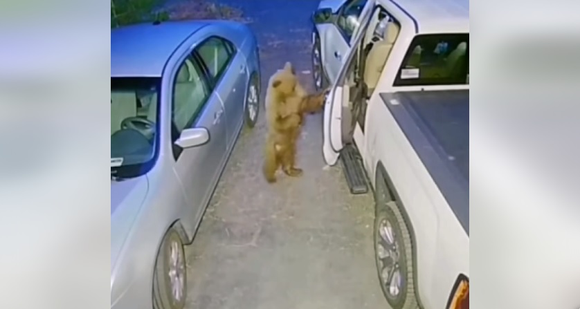 Urșii au devenit vecinii noștri și imită perfect oamenii: Au devenit și spărgători de mașini!