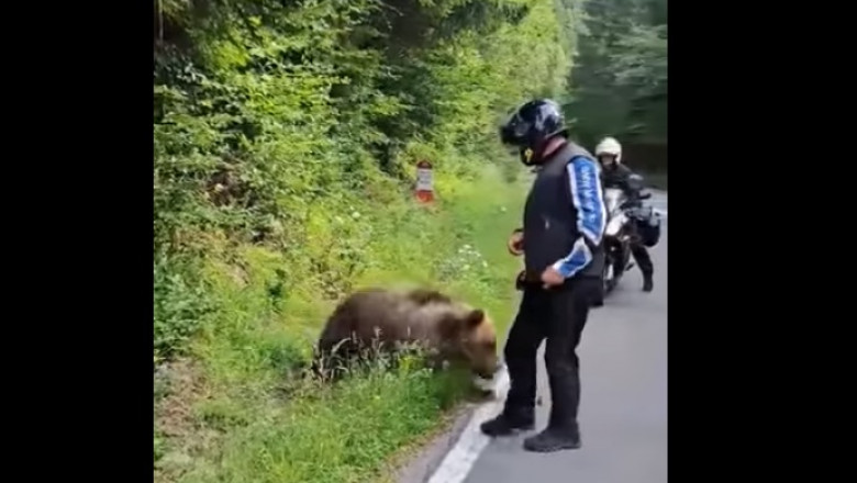 (VIDEO) Un motociclist se oprește să hrănească un urs pe Transfăgărășan și scapă de un atac