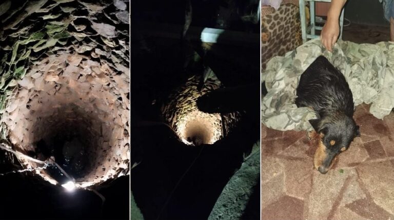 Pompierii au salvat un câine căzut într-o fântână, în Meteș