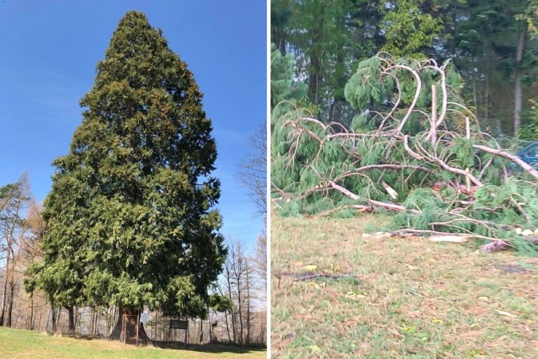 S-a rupt o parte din arborele sequoia de la Săcuieu, de sub Vlădeasa