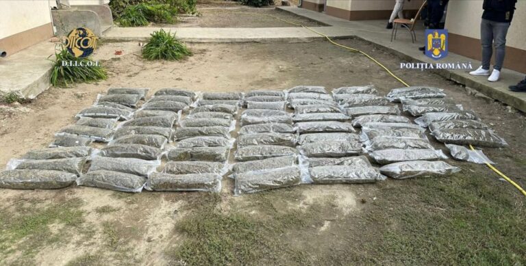 Plantație de cannabis, anihilată în Timiș: Avea sistem de irigație pe 4.000 de metri pătraţi și supraveghere video
