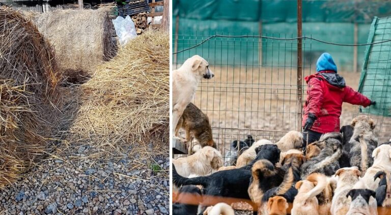 Vine iarna și baloții de paie vor încălzi peste 200 de câini și de pisici, suflețele găzduite de Sirius