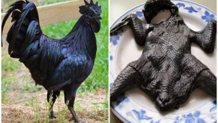 Găinile negre, o raritate mondială: Au carnea, penele și organele negre! Și 2.200 € poate costa o găină neagră!