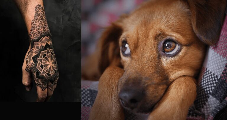 Fac tatuaje iar 70% din bani îi donează animalelor fără stăpân