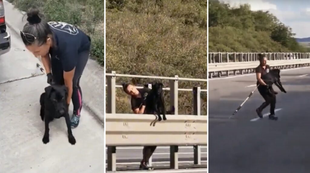 Un câine călcat de o mașină pe Autostrada Transilvaniei a fost salvat: Voluntarul s-a riscat să salveze animalul blocat între sensurile autostrăzii