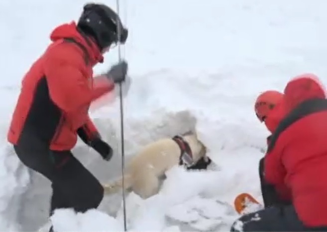 (VIDEO) Câini antrenați pentru salvarea victimelor surprinse de avalanșe, în Apuseni