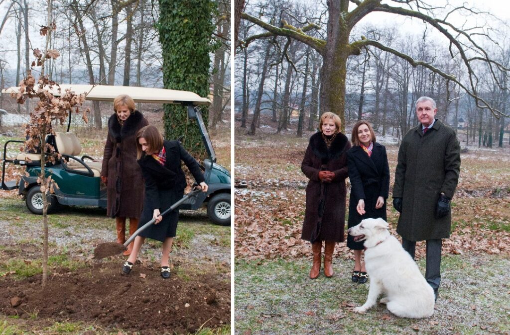 Maia Sandu a plantat un stejar la Castelul Regal de la Săvârşin