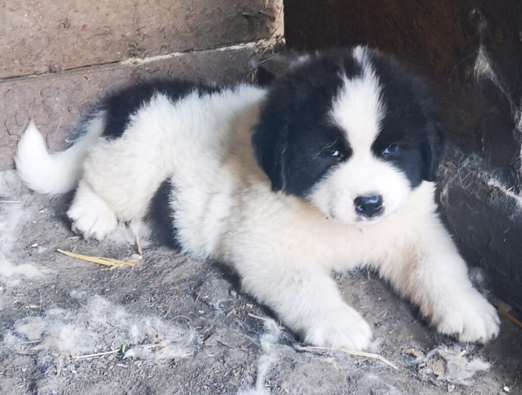 Închisoare cu executare pentru un bărbat care a ucis un pui de câine în fața copilului