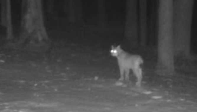 (VIDEO) Un râs, în căutarea unei partenere în adâncul pădurii, mârâie în noapte, în Piatra Craiului