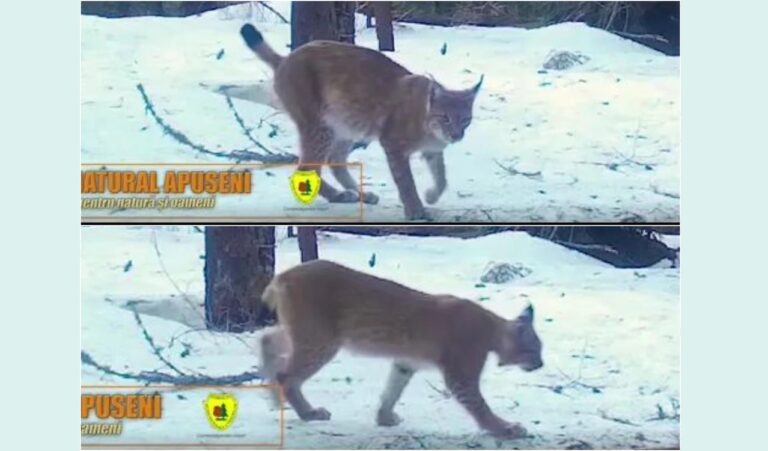 (VIDEO) Doi râși au fost surprinși într-o pădure în Apuseni: Sunt carnivori discreți, trăiesc izolați și se feresc de oameni