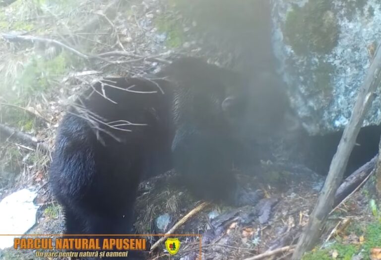 (VIDEO) Un urs își cercetează cu atenție bârlogul într-o pădure din Apuseni: Cum își pregătește hibernarea?