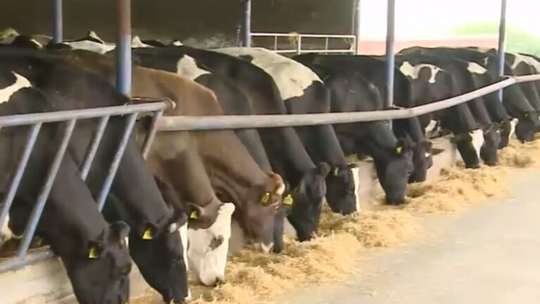 Ajutor de stat pentru crescătorii de vite de carne și bivolițe: 100 de euro per animal, în contextul războiului Rusia – Ucraina