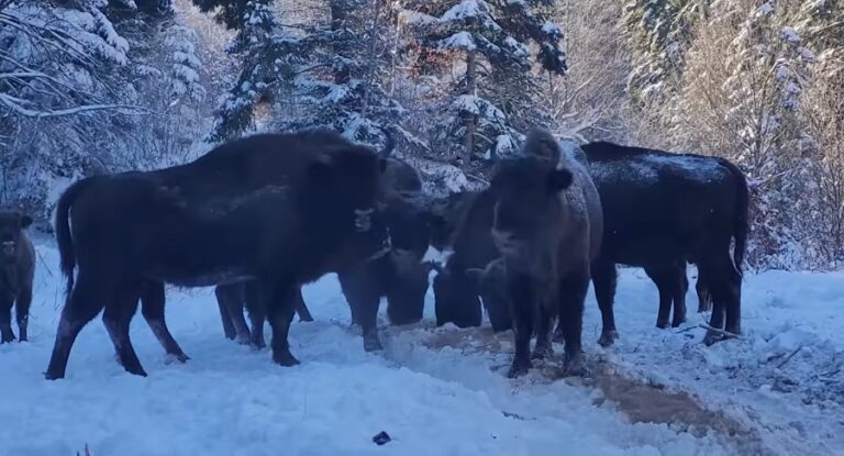 Zimbrul, o forță a naturii în mișcare și pe ger: Aleargă la -10° extrem de voios