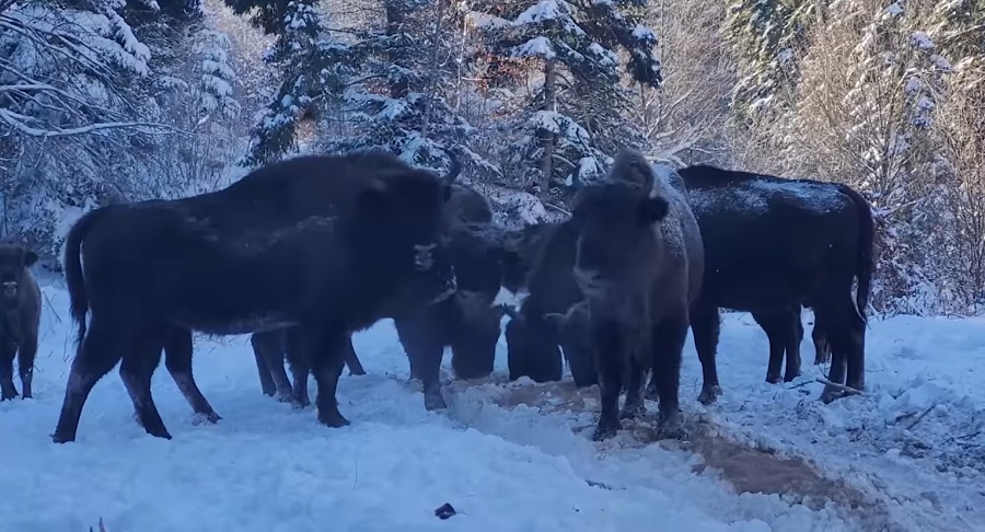 Zimbrul, o forță a naturii în mișcare și pe ger: Aleargă la -10° extrem de voios