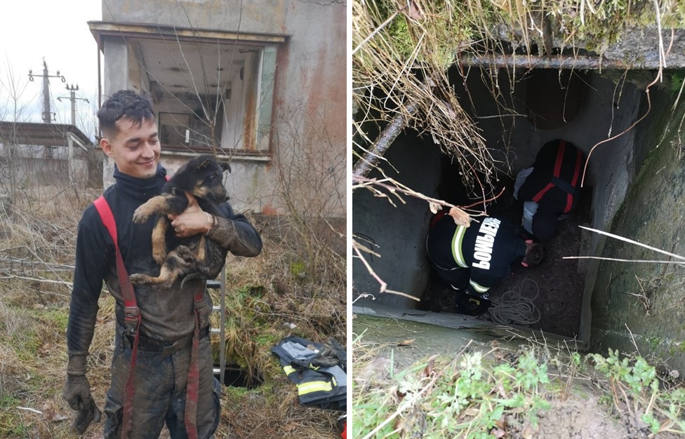 Un pui de câine care a căzut într-un bazin dezafectat din Șuncuiuș a fost salvat de pompieri