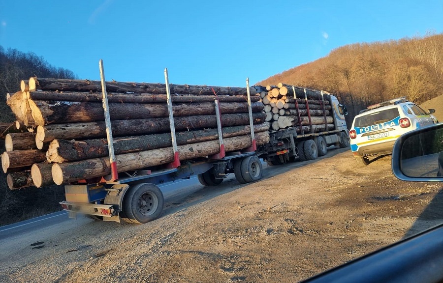 Drujbarii din zona de munte a Clujului, trași pe drepta de polițiști: „Plâng” pădurile din Apuseni