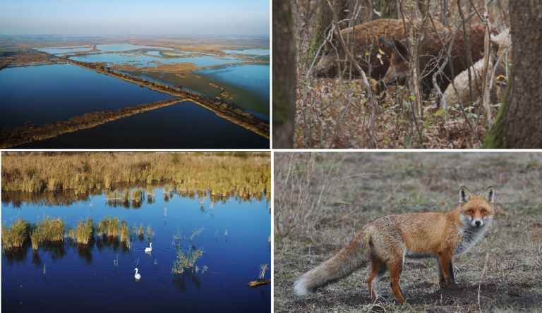 Parcul Natural Cefa, un paradis al păsărilor și al florilor în Câmpia Crișurilor
