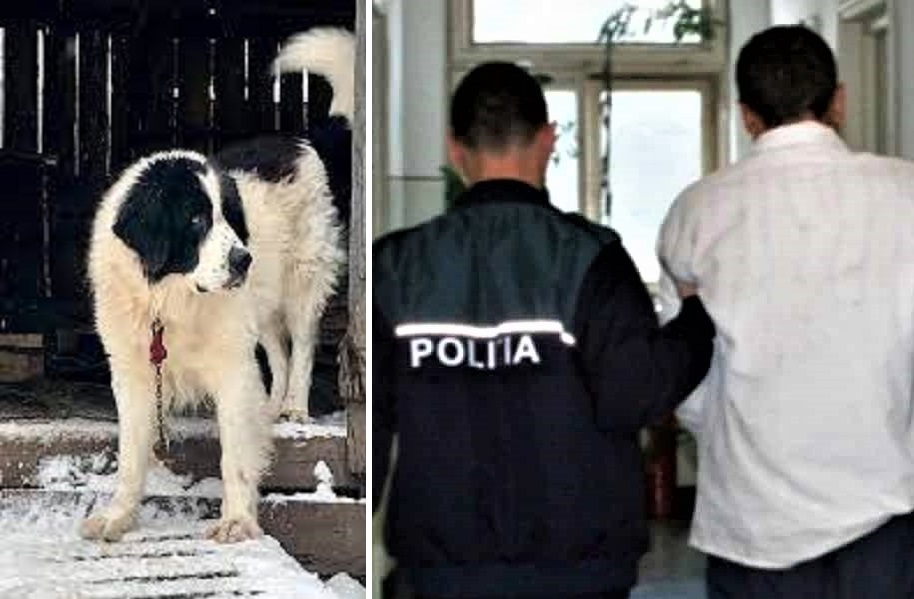 Un bărbat din Delani care a împușcat mortal câinele unui consătean a fost reținut de polițiști