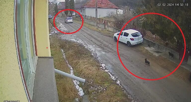 Un bărbat a abandonat trei căței în Aghireșu fără nicio remușcare: S-a uitat să vadă dacă e observat de vreun sătean!