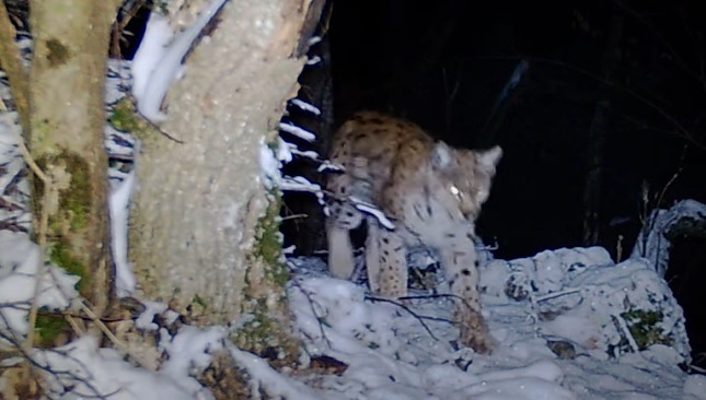 (VIDEO) Râs la vânătoare noaptea în Parcul Național Cheile Nerei – Beușnița