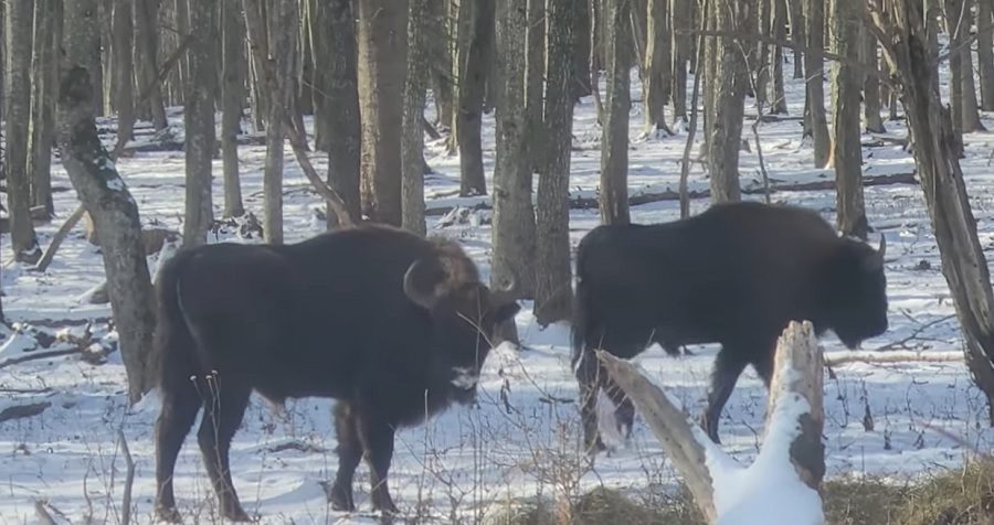 (VIDEO) Este loc pentru toți: Zimbri și căprioare coabitează armonios într-o pădure din Carpați